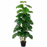 Tall indoor Monstera deliciosa plant in a black pot with large glossy green leaves.