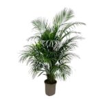 Potted palm plant with long feathery green fronds in a brown pot on a white background?