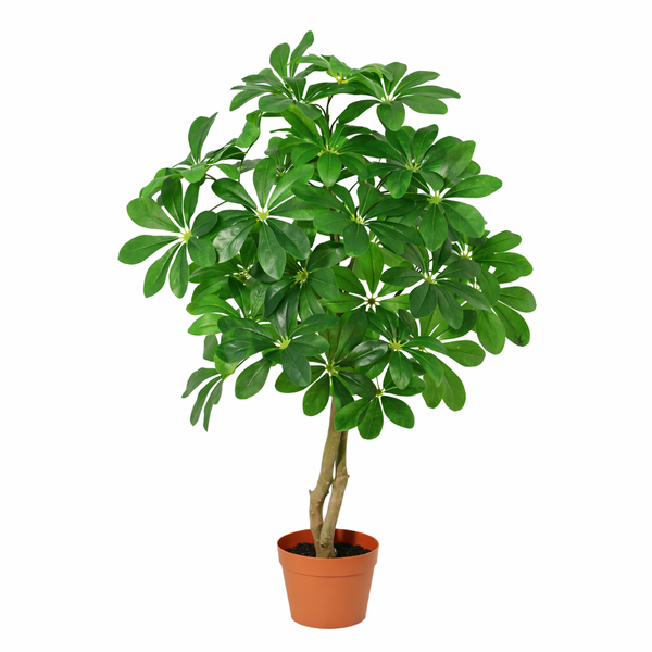 Umbrella plant (Schefflera) in a terracotta pot, with a rounded cluster of glossy green leaflets.