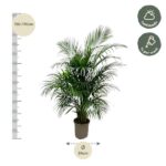 Tall palm plant in a beige pot, 150–170 cm tall; pot diameter 24 cm; care: half shade, water once per week.