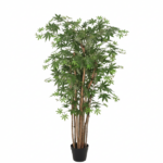 Tall indoor potted umbrella tree with multiple brown trunks and green palmately compound leaves in a black pot.