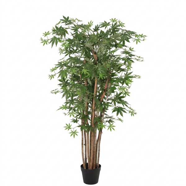 Tall indoor potted umbrella tree with multiple brown trunks and green palmately compound leaves in a black pot.