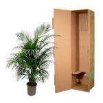Green potted palm plant beside a tall open brown cardboard shipping box with flaps extended outward.