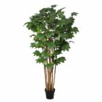Tall potted decorative tree with multiple slender trunks and green maple-like leaves in a black pot for indoor use.
