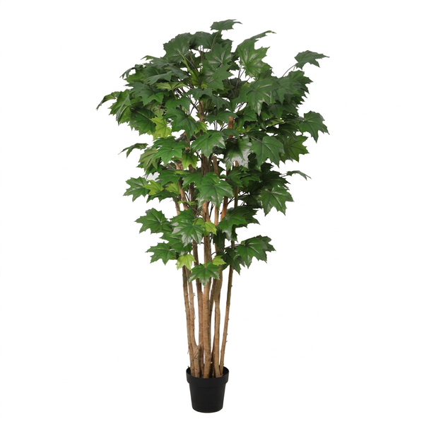 Tall potted decorative tree with multiple slender trunks and green maple-like leaves in a black pot for indoor use.