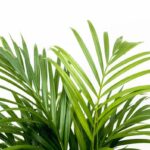 Green palm plant fronds with long, arching leaves against a white background, indoors or in bright light