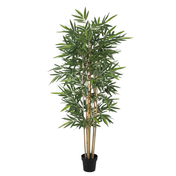 Tall potted bamboo plant with multiple slender stalks and green leaves in a black container