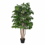 Fiddle-leaf fig tree in a black pot with multiple trunks and large lobed green leaves, suitable for indoor decor.