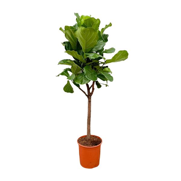 Small potted ficus tree with glossy green leaves in an orange pot in a simple setting.”,