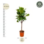 Potted leafy tree with a slender trunk, placed beside a vertical ruler showing 160–180 cm, pot diameter 30 cm, winter-hardy label in corner