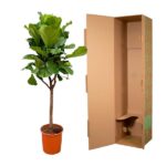 Fiddle-leaf fig tree in an orange pot beside an open brown cardboard moving box in a white background.