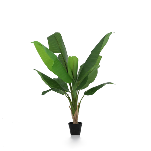 Banana plant with broad green leaves in a small black pot against a white background.
