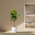 Indoor plant in a white pot beside a built-in shelf with a laptop and books on a beige wall.