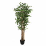 Tall potted indoor tree with multiple slender brown trunks and dense green, palmately lobed leaves in a black pot