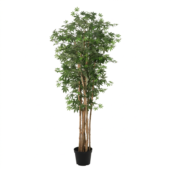 Tall potted indoor tree with multiple slender brown trunks and dense green, palmately lobed leaves in a black pot