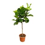 Fiddle-leaf fig tree in a terracotta pot with broad green leaves, indoor plant style