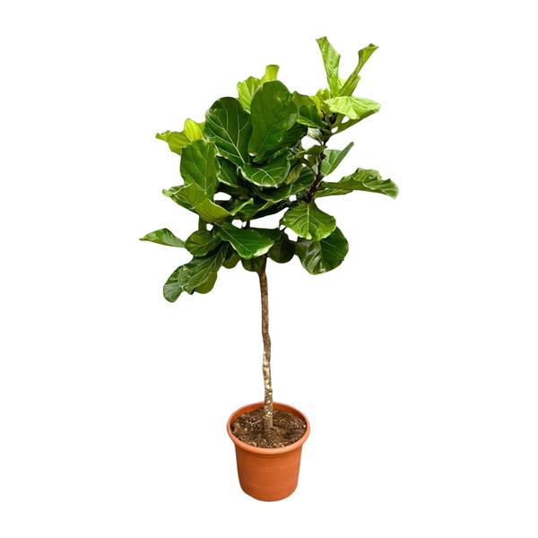 Fiddle-leaf fig tree in a terracotta pot with broad green leaves, indoor plant style
