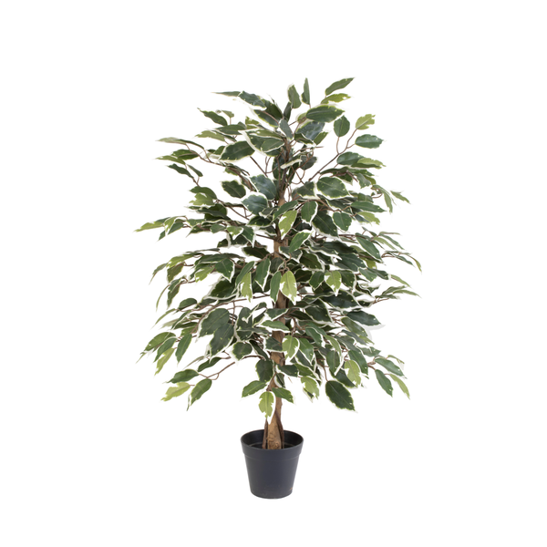 Potted indoor plant with variegated green and cream leaves in a black pot.