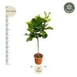 Tall potted plant with a slender trunk and lush green leaves, height about 200–220 cm and pot diameter ~40 cm (Winter hardy badge shown).