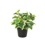 Variegated English ivy plant in a black pot with green and cream leaves.