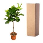Fiddle-leaf fig plant in a terracotta pot next to a tall brown cardboard shipping box.