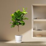 Indoor fiddle-leaf fig in a white pot beside built-in wall shelves with a laptop and books on the shelves and floor.