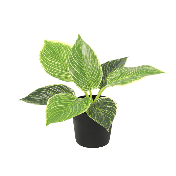 Potted variegated philodendron with green and cream leaves in a black pot.