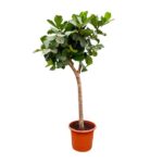 Potted indoor tree with a tall brown trunk and dense green leaves in an orange terracotta pot