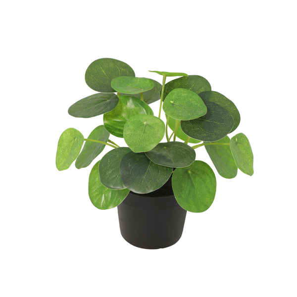 Pilea peperomioides plant with round green leaves in a black pot on a white background