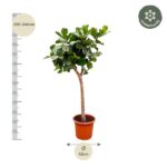 Tall potted tree with a slim trunk and dense green canopy in an orange pot; height 220–240 cm and width about 42 cm, labeled winter hardy.