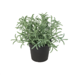 Rosemary plant in a small black plastic pot with slender, needle-like green leaves.