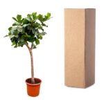 Potted indoor tree in an orange pot beside a tall brown cardboard shipping box.