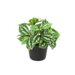 Bushy houseplant with green leaves and cream variegation in a black pot.