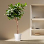 Tall potted indoor plant with a thick trunk and lush green leaves beside a wall with recessed shelves and a laptop on one shelf.