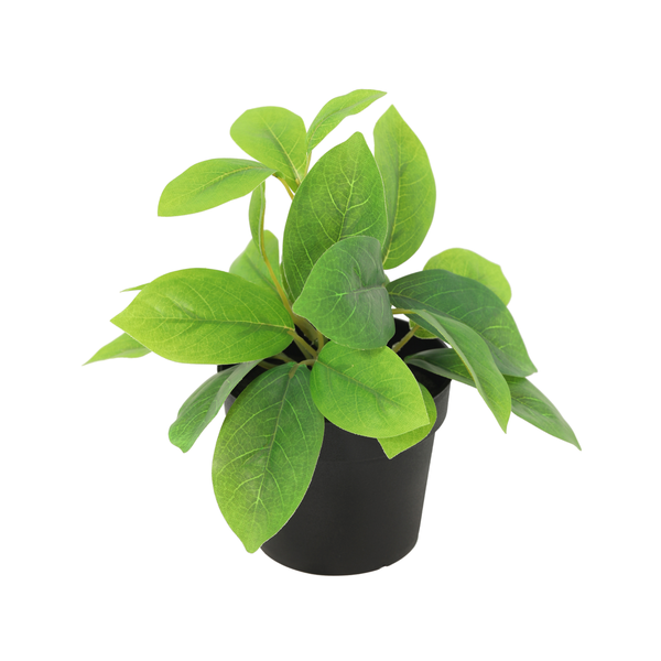 Green leafy houseplant in a black pot with multiple oval leaves.