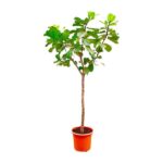 Young leafy tree in an orange plastic pot, isolated on a white background
