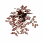 Trailing houseplant with variegated purple and green leaves cascading from a black pot on a white background.