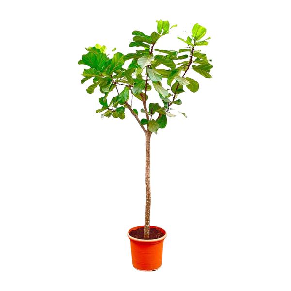 Young leafy tree in an orange plastic pot, isolated on a white background
