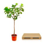 Small potted tree standing next to a wooden pallet on a white background.