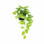 Trailing pothos plant in a black pot with cascading green and yellow leaves (variegated pothos)
