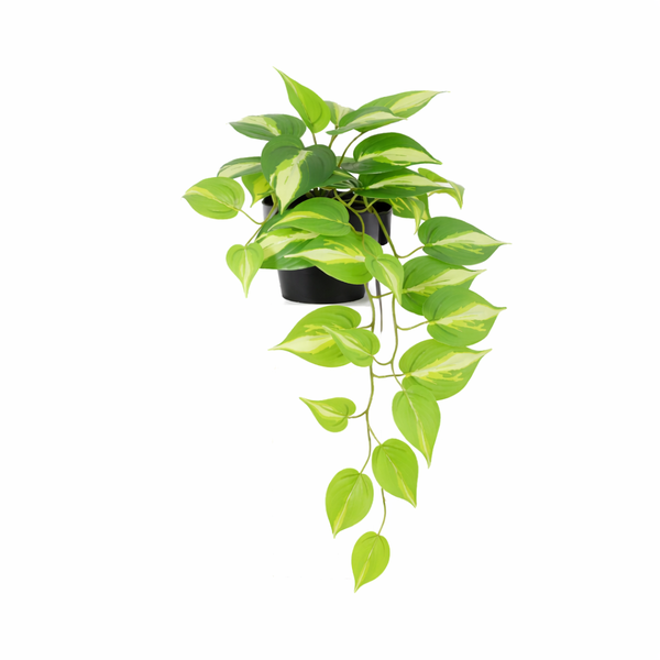 Trailing pothos plant in a black pot with cascading green and yellow leaves (variegated pothos)