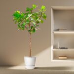 Tall potted plant with broad green leaves in a white pot sits on a beige carpet beside a built-in wall shelf in a modern room.