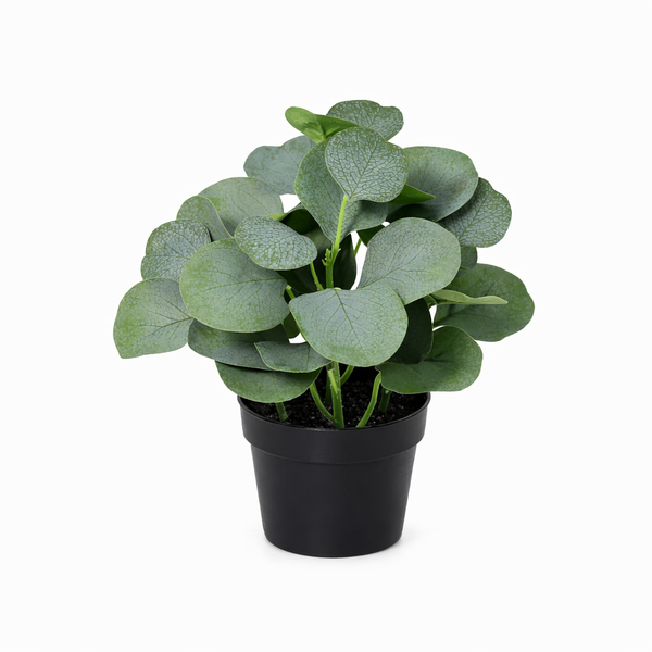 Pilea peperomioides (money plant) in a black pot on a white background.