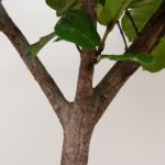 Tree trunk with a split in the center and green leaves against a light wall, an indoor plant.