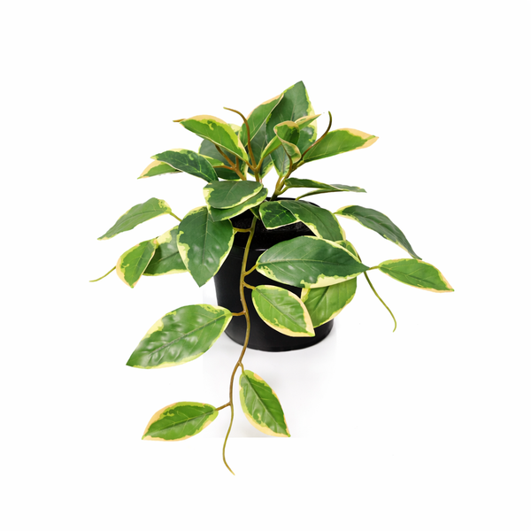 Trailing variegated pothos plant in a black pot on a white background, with green and cream leaves cascading downward