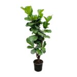Fiddle leaf fig plant in a black pot with broad green leaves.