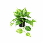 Pothos houseplant with variegated green leaves in a black pot, trailing stems visible on white background.