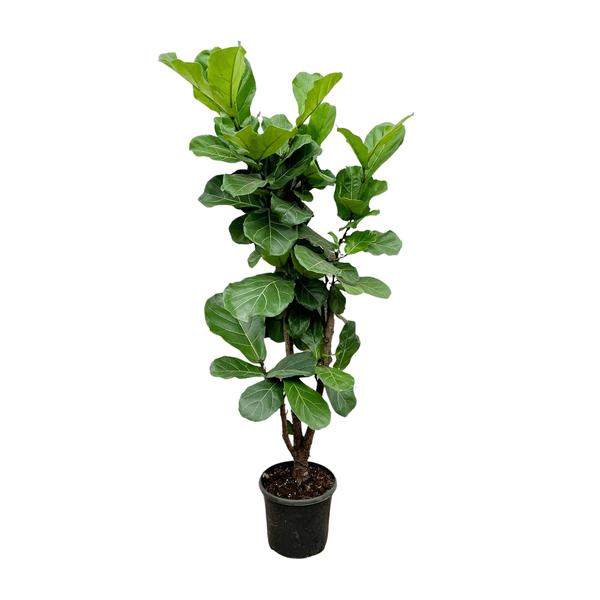 Fiddle leaf fig plant in a black pot with broad green leaves.