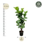 Tall potted plant with large green leaves beside a height scale labeled 170–190 cm and a bottom label indicating 30 cm diameter.