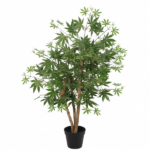 Indoor potted plant with several brown trunks and lush green palmately lobed leaves in a black pot.